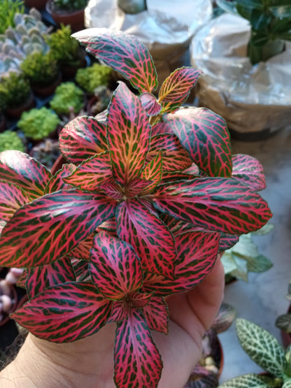 1 Planta Surtida Fittonia De Colores Ø8_2