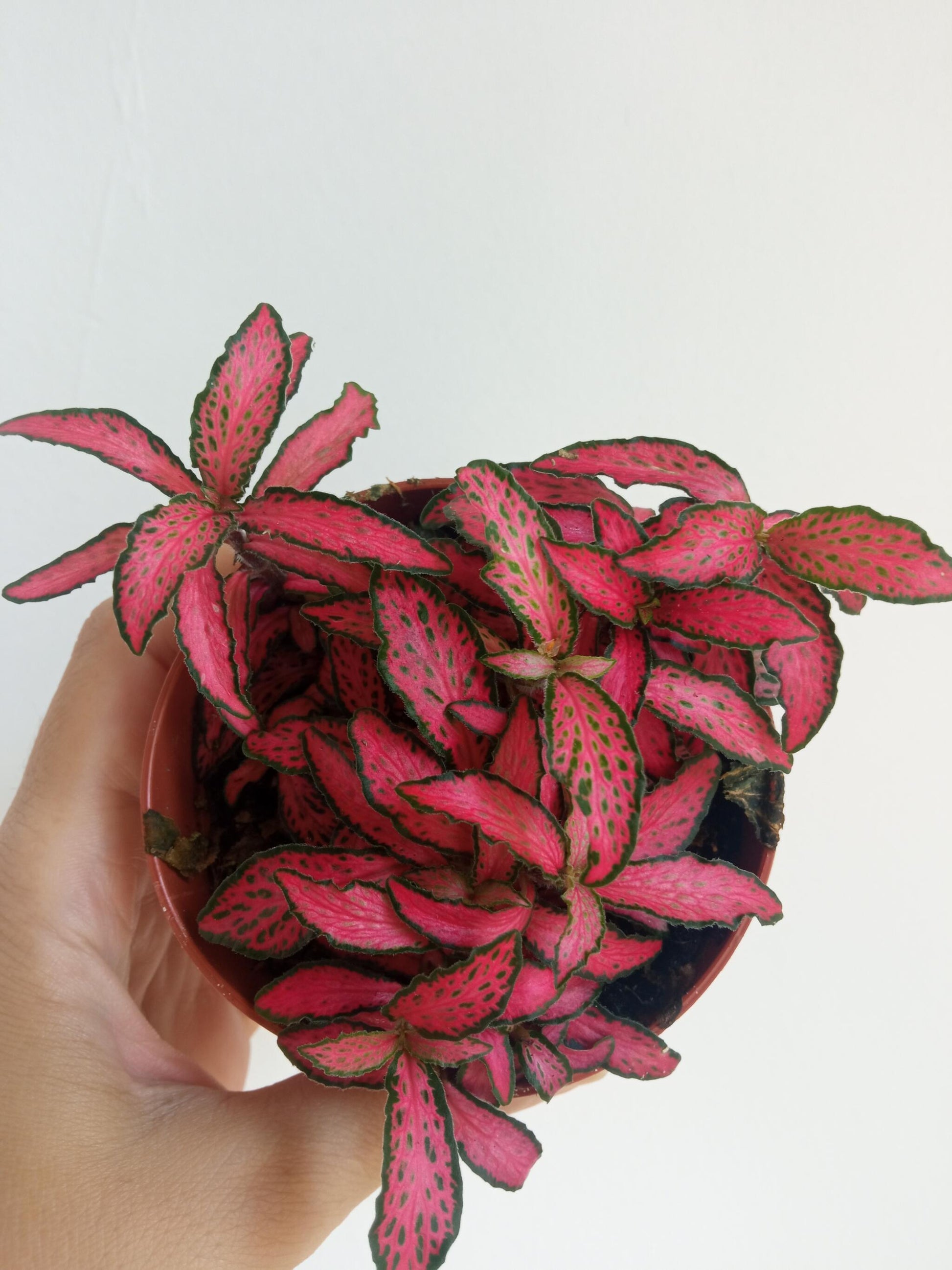 1 Planta Surtida Fittonia De Colores Ø8_3