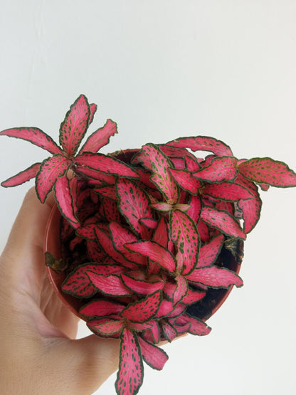1 Planta Surtida Fittonia De Colores Ø8_3