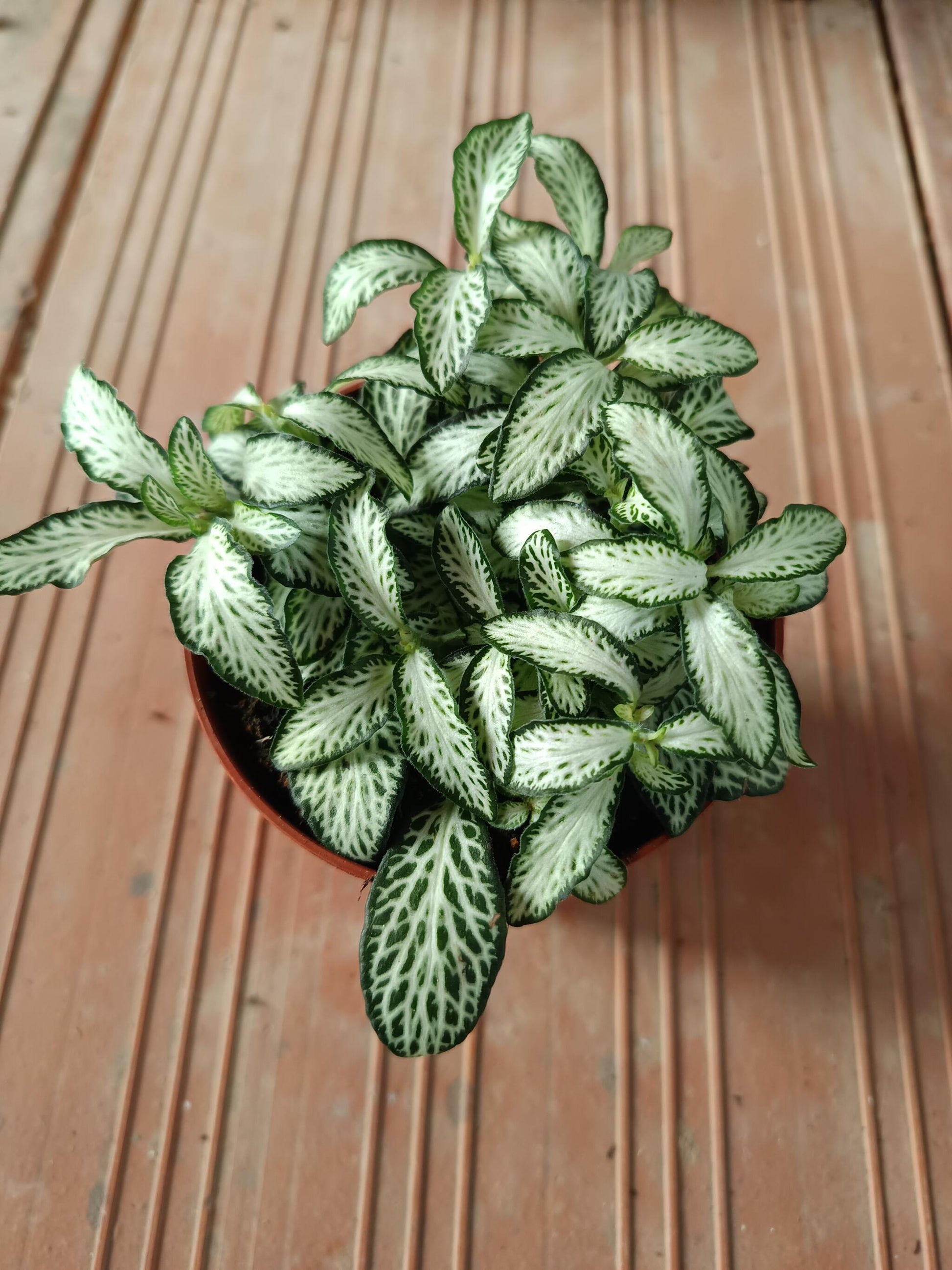 1 Planta Surtida Fittonia De Colores Ø8_4