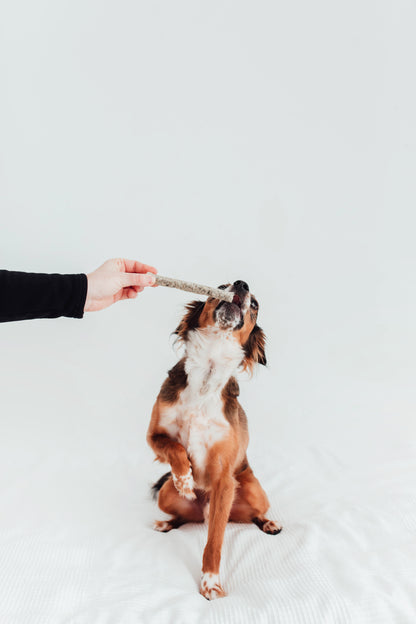 Bimorbox Perros Senior Pequeños – Pack Ahorro Con Pelota, Mordedor De Asta De Ciervo Y Snacks Sin Aditivos