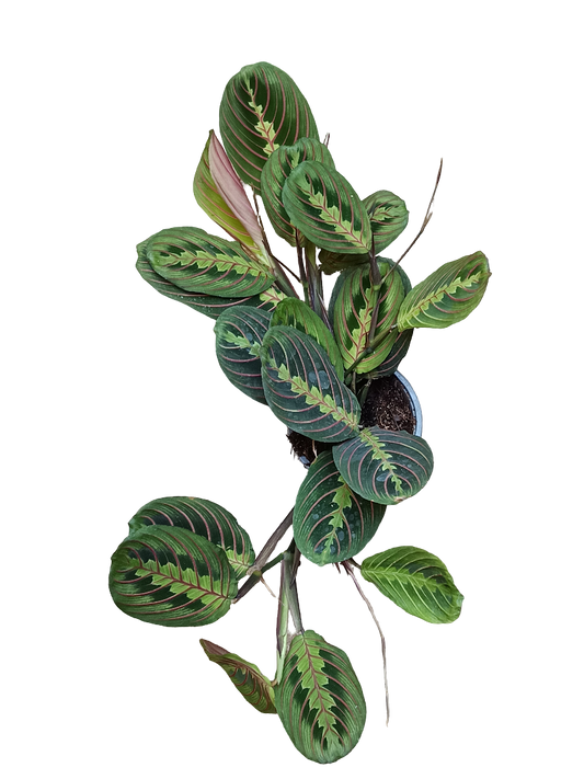 Maranta Fascinator Planta De Interior Ø12_0