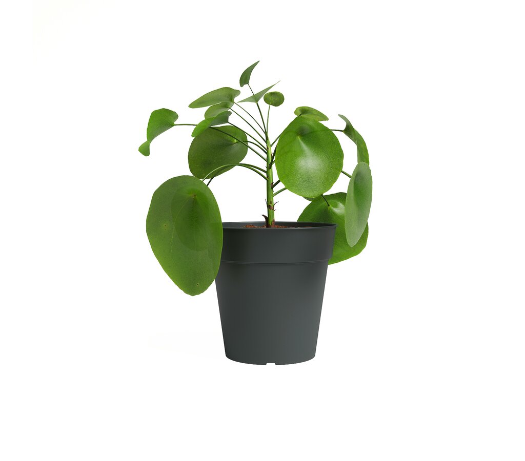 Artevasi Macetero Antracita Madagascar 15 Cm De Plástico Reciclad_0