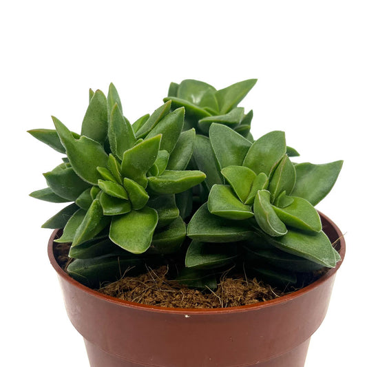 Crassula Springtime Cactus Y Suculentas M8,5 cm Ø_0