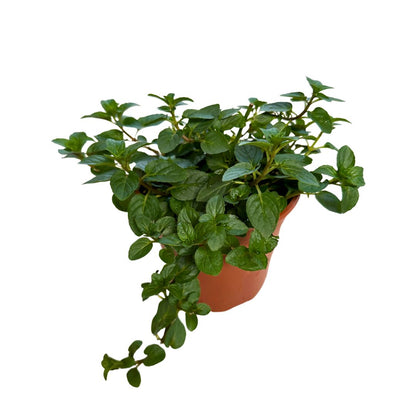 Menta Planta Aromática Y Medicinal (mentha Spp.)_0