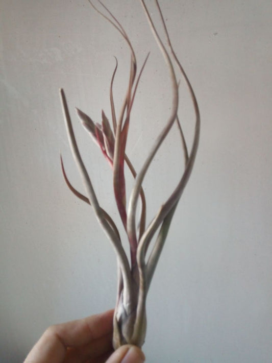 Tillandsia Pseudobaleyi Clavel De Aire Tillandsias_0
