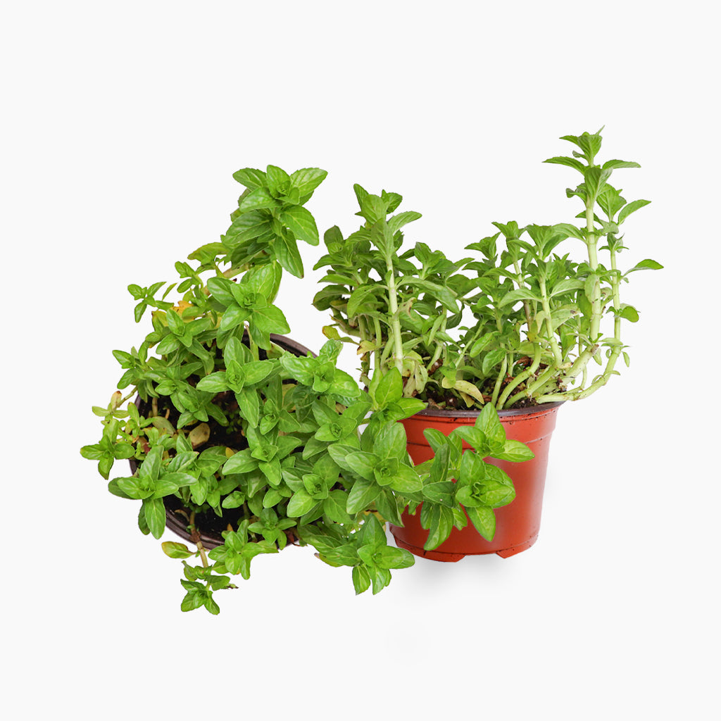 Maceta Poleo 10,5 Cm - Plantabo_0
