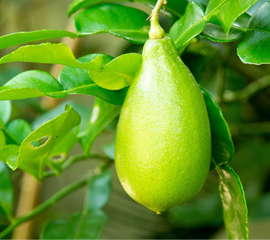 Caviar Cítrico - Plantón De 1 Metro De Finger Lime - Árbol Del Caviar De Limón_0