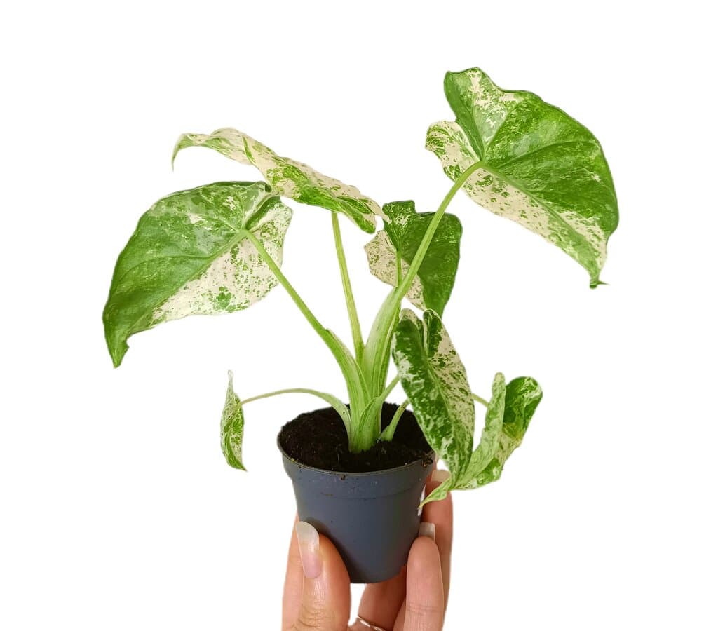 Alocasia Macrorrhiza Camuflaje M6_1