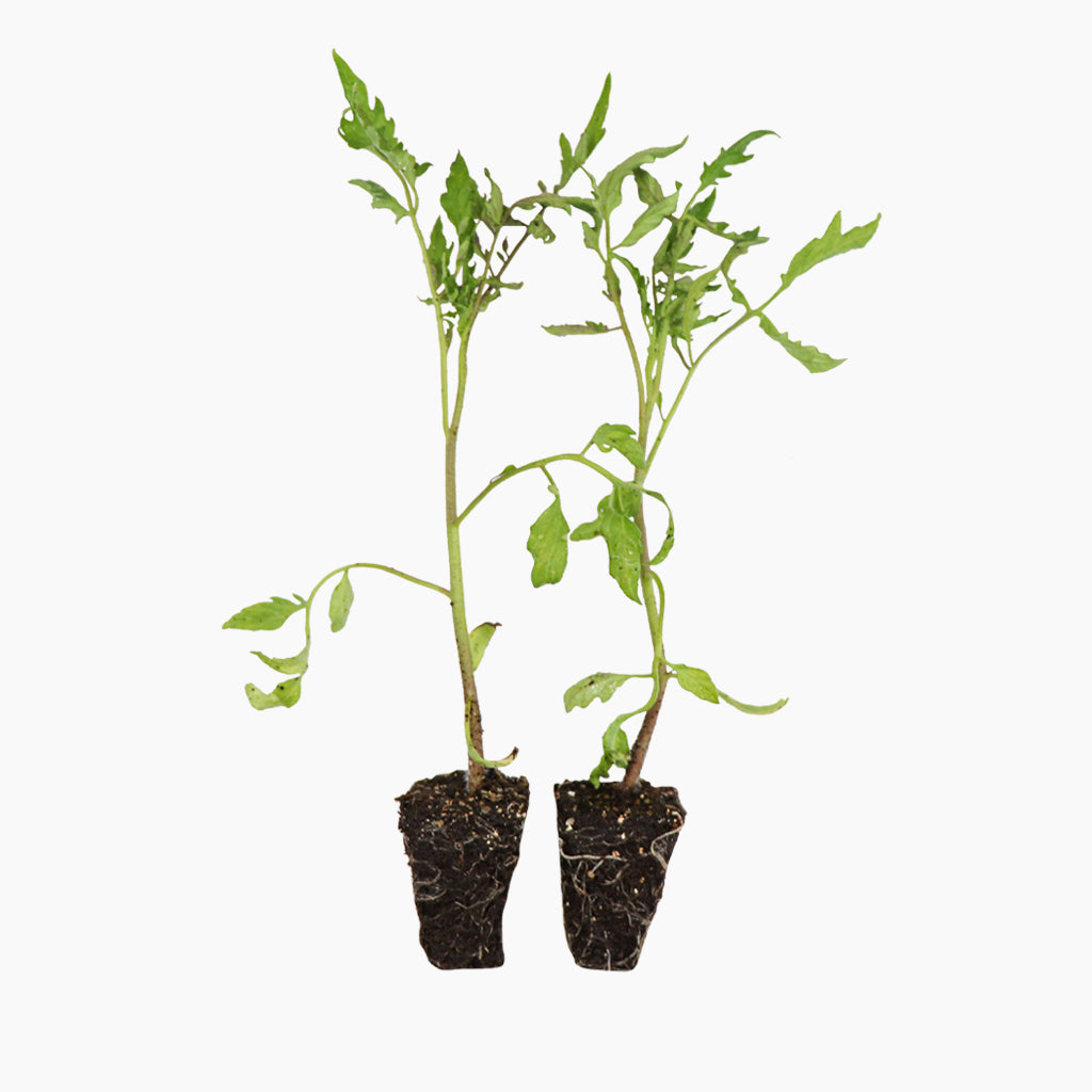 Plantón Tomate Cor De Bou 2 Unidades - Plantabo_0