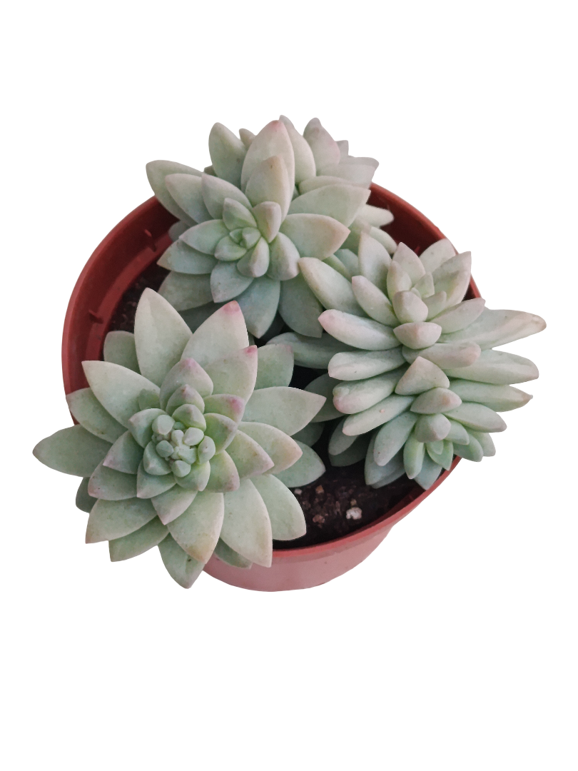 Sedum Blue Brazil Ø8 Planta Suculenta Colgante_0