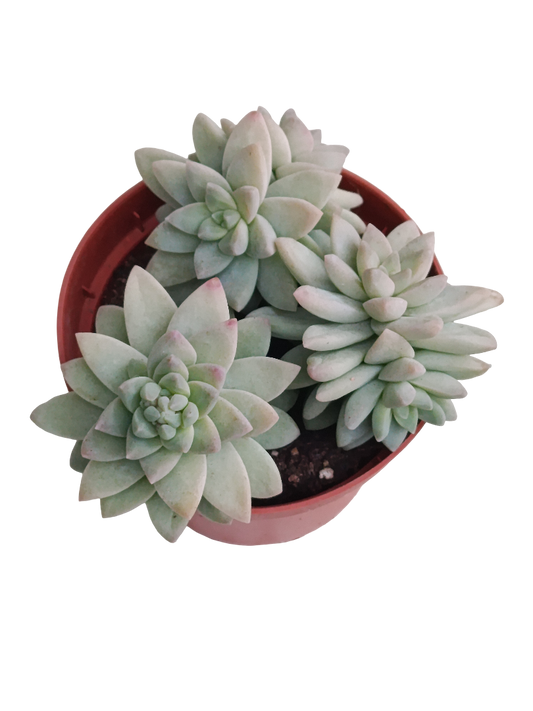 Sedum Blue Brazil Ø8 Planta Suculenta Colgante_0