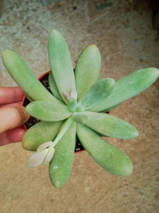 Suculentas Y Cactus Variedad #71 Planta Sin Id_0