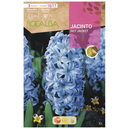 Bulbo de Jacinto Azul Sky Jacket 3 peças Rocalba