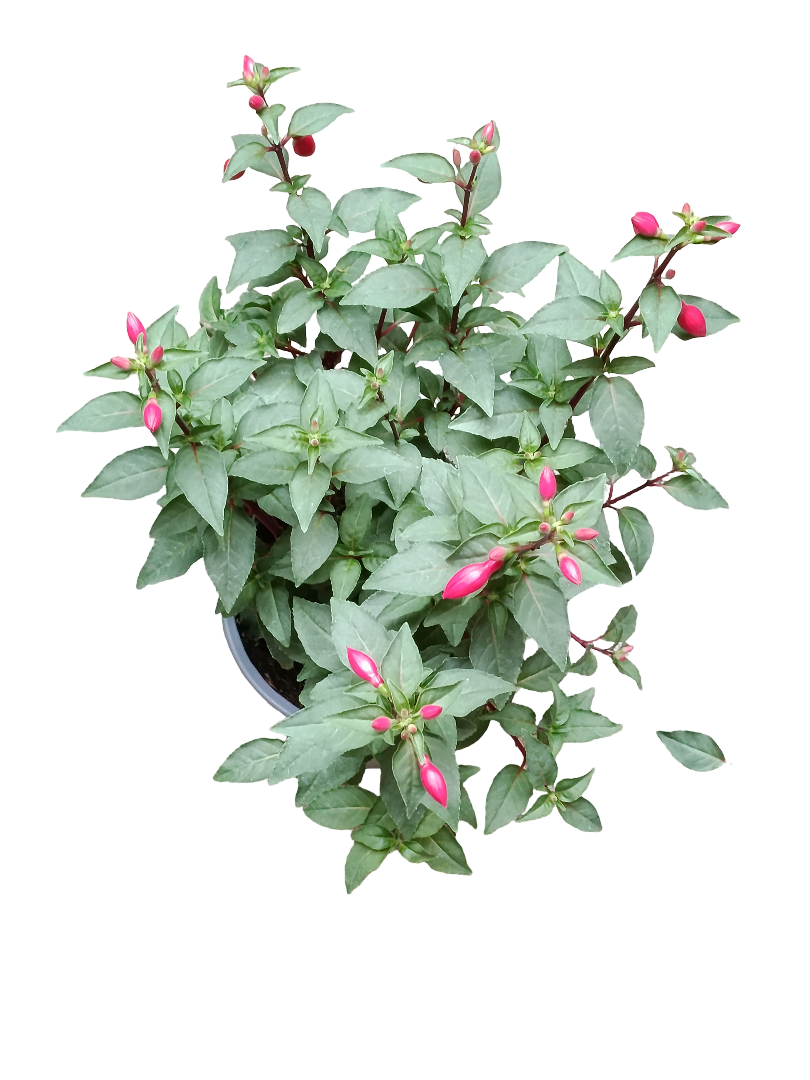 Fuchsia Flor Rosa Planta Natural Ø14 Pendientes De La Reina_0