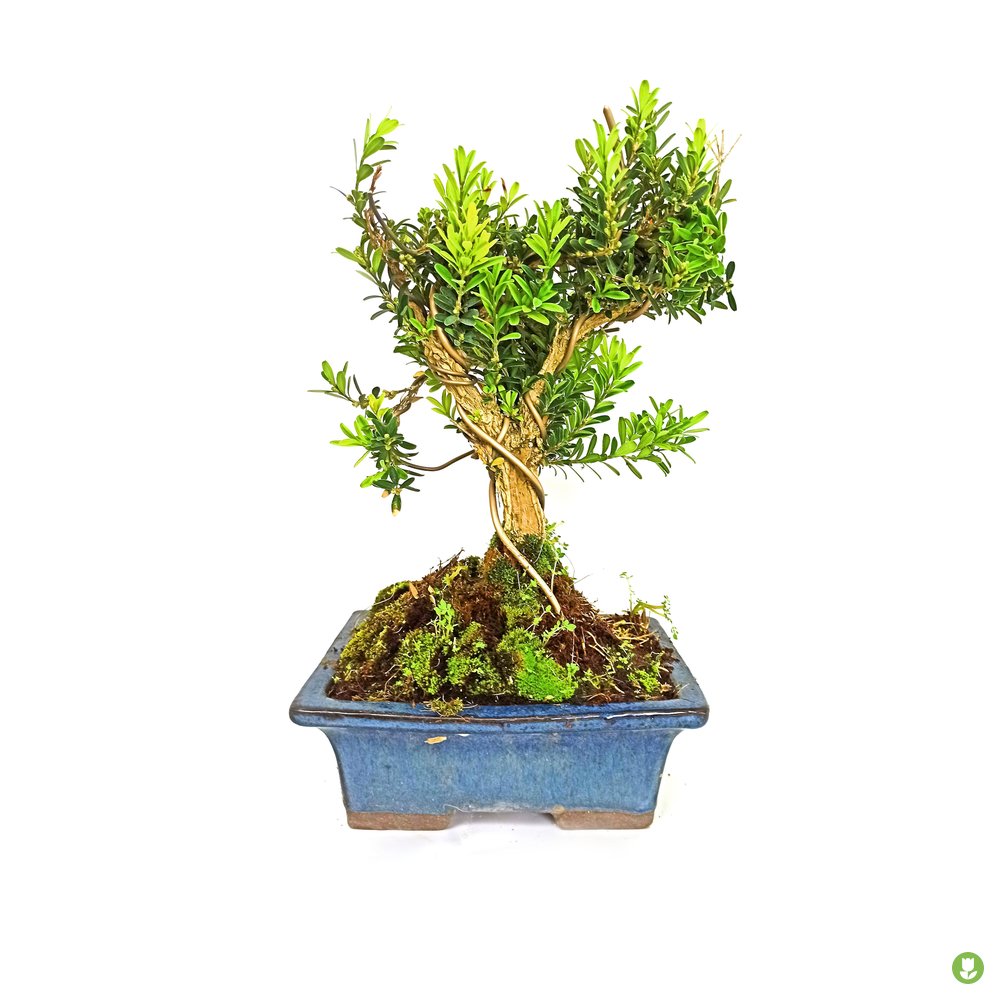 Bonsai Buxus 9 Años_0