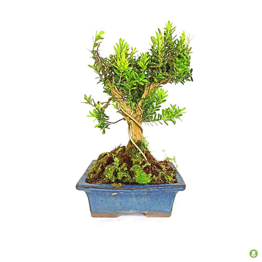 Bonsai Buxus 9 Años_0