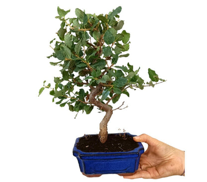 Bonsái Quercus Suber 7 Años (alcornoque Mediterráneo)_1