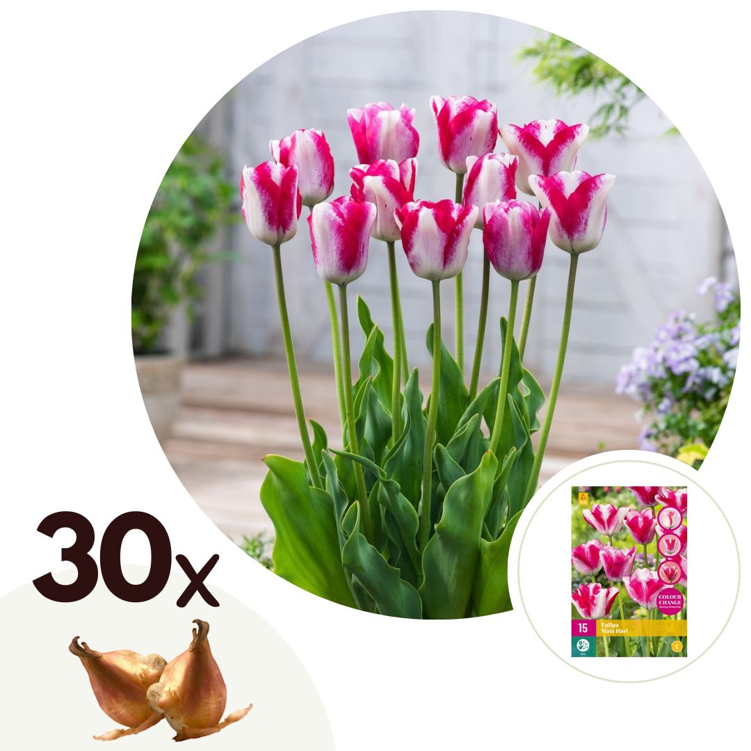Bulbos De Tulipán - 30 Pzs - Tulipa 'mata Hari' - Bulbos De Flores - Rosa_0