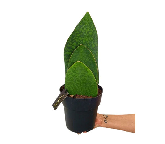 Sansevieria Big Leaves M19 50cm_0