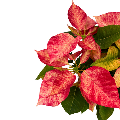 Poinsettia O Flor De Pascua Ice Crystal M14_1