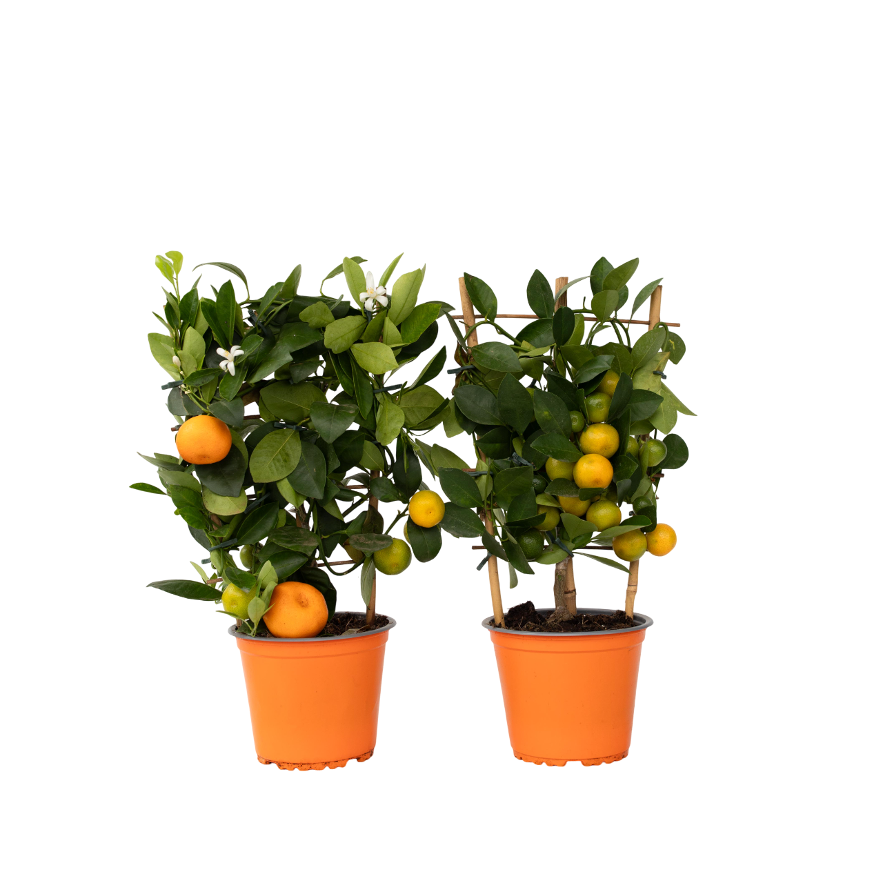 Calamondina - 2 Pzs - Citrus Mitis 'calamondin' - Altura 35-40cm - ⌀14cm_0