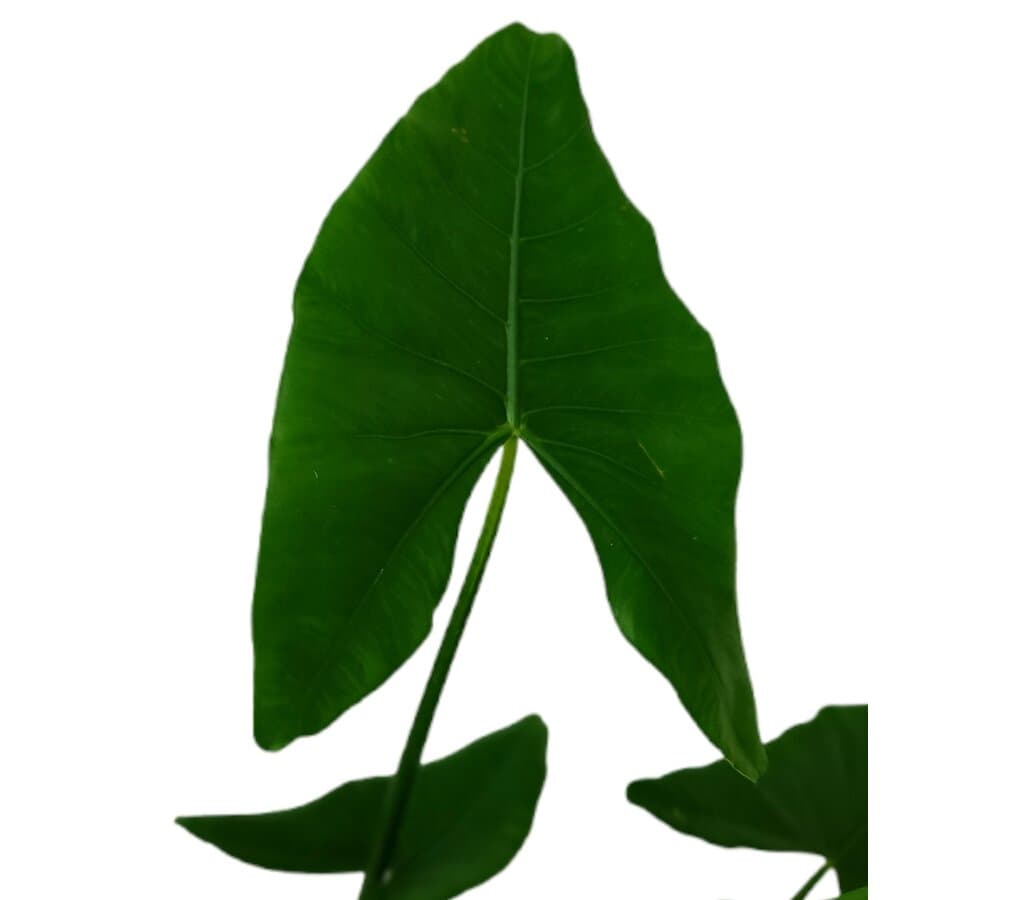 Alocasia Esculenta M24 80-100cm_2