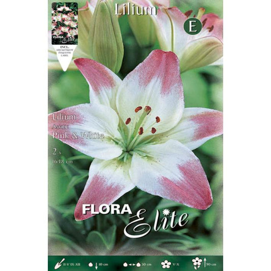 Bulbo Lilium Asiatic blanco borde rosa 2 uds