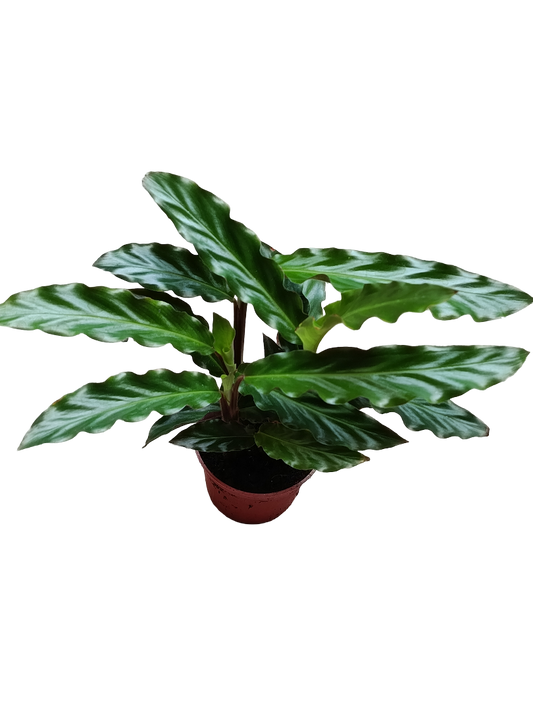 Calathea Rufibarba Planta De Interior Ø7 Cms_0