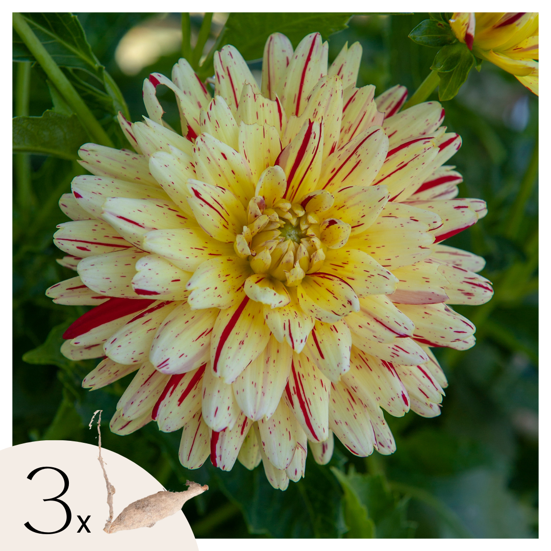 Tubérculos De Dalia - 3 Pzs - Dahlia 'cambridge'_0