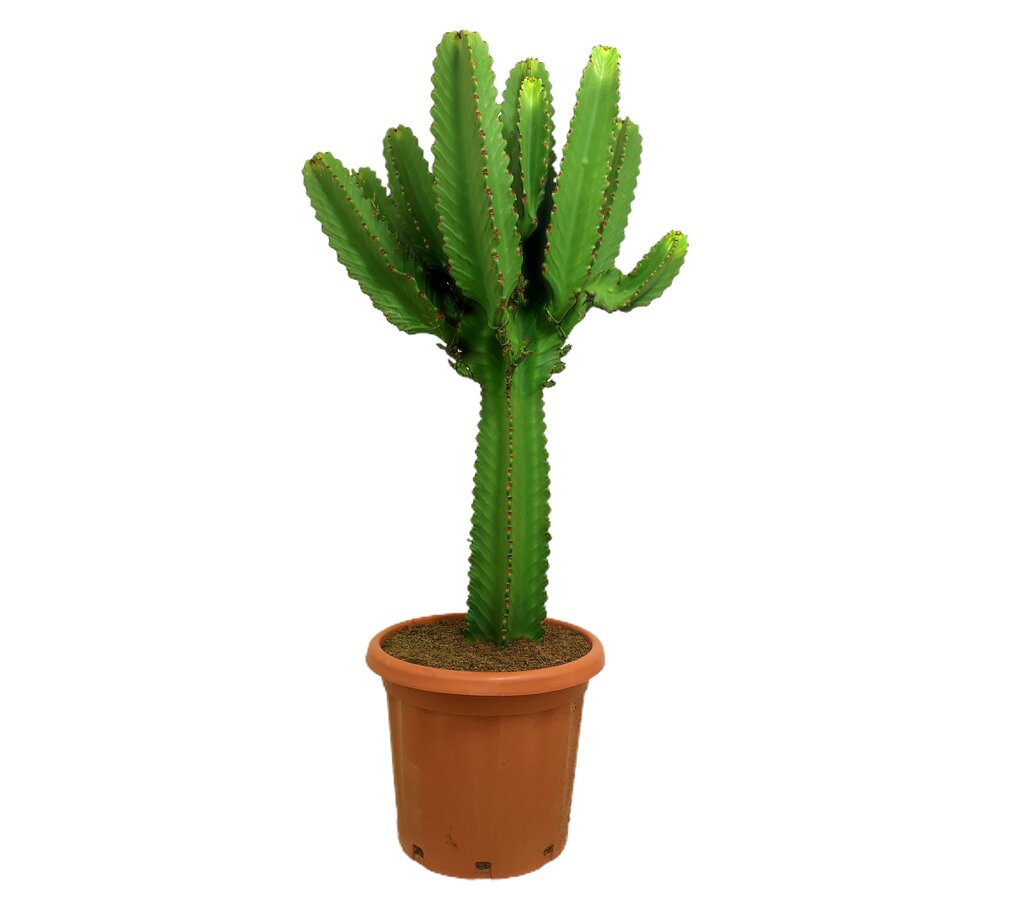 Euphorbia Ingens M37 100-120cm_0