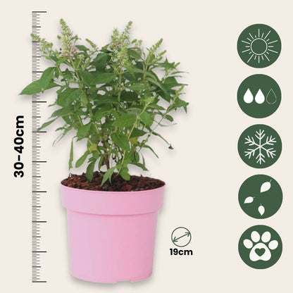 Budleia - Buddleja Davidii 'candy' - Altura 30-40cm - ⌀19cm_2