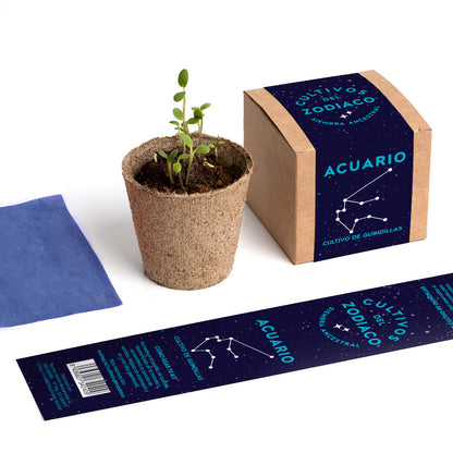 Cultivos Del Zodiaco – Acuario | Kit De Cultivo Con Semillas De Guindillas_4