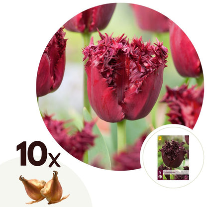 Bulbos De Tulipán - 10 Pzs - Tulipa 'labrador' - Bulbos De Flores - Púrpura_0