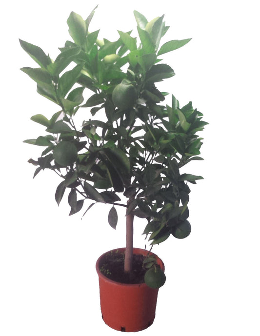 Naranjo Enano - Altura Aprox. 80cm. - Planta Natural - Ideal Para Cultivo En Maceta_0