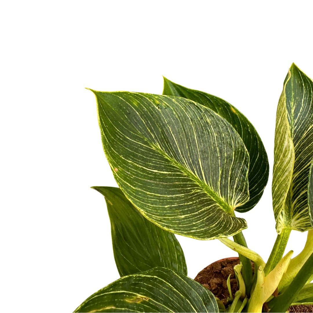 Philodendron Birkin, La Planta De Interior Preferida Por Los Diseñadores De Interiores_1