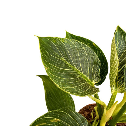 Philodendron Birkin, La Planta De Interior Preferida Por Los Diseñadores De Interiores_1