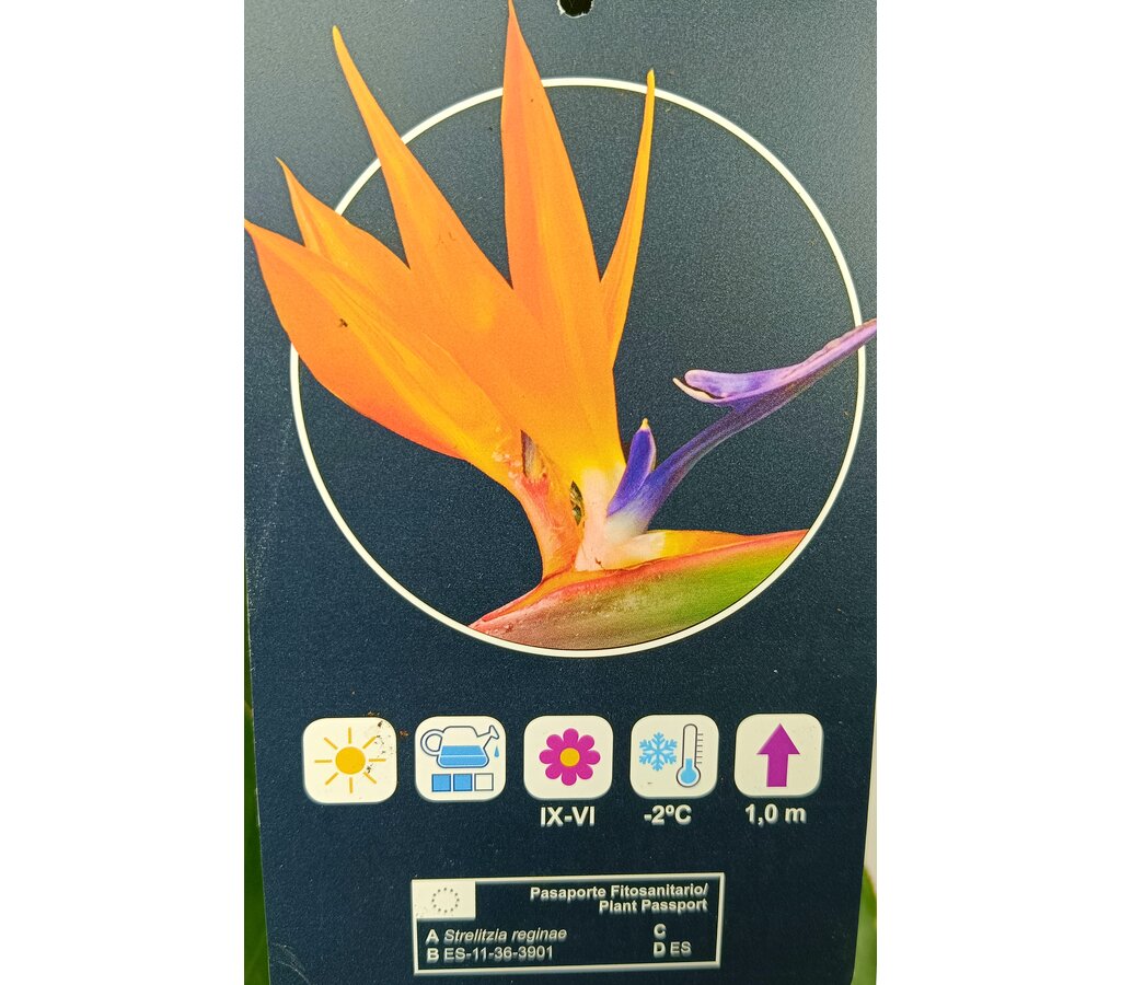 Strelitzia Regina M30 120cm (ave Del Paraíso)_1