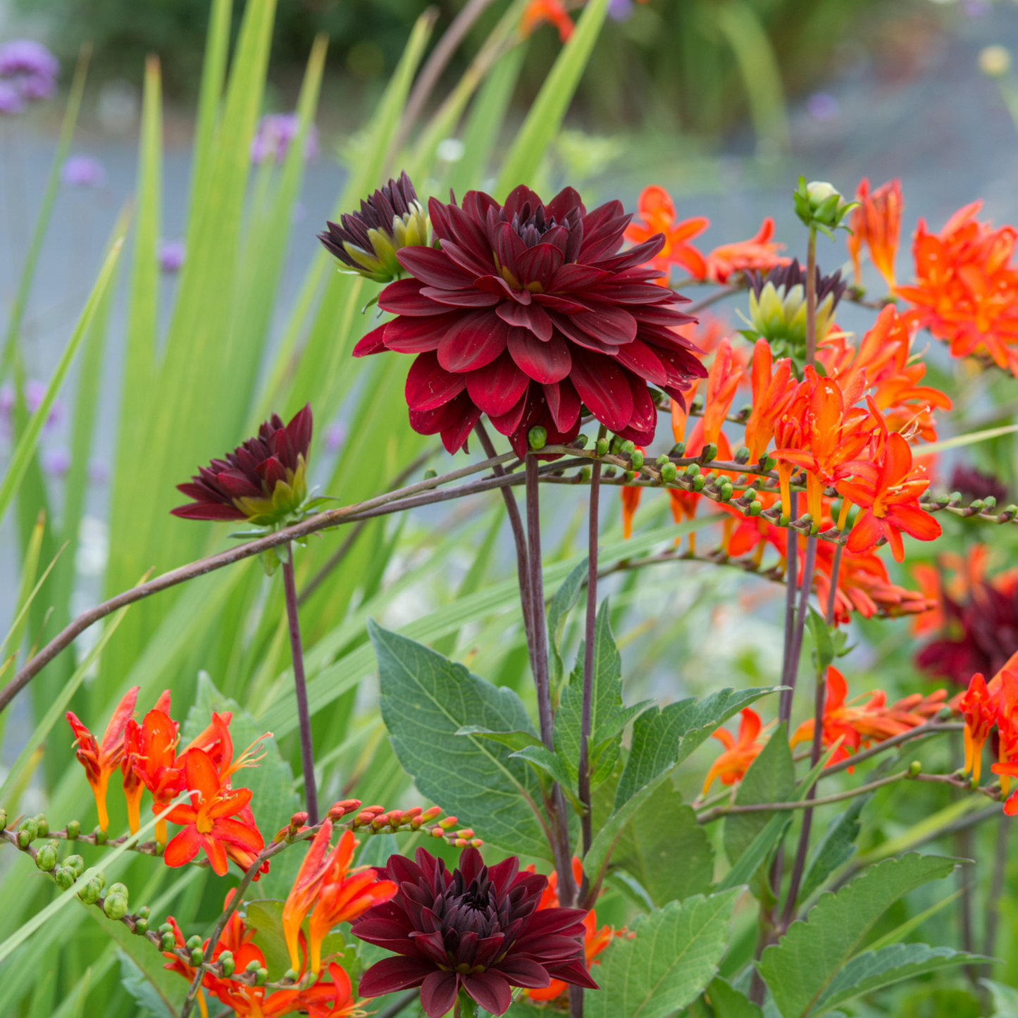 Tubérculos De Dalia - 6 Pzs - Dahlia 'arabian Night' - Rojo_4