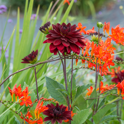 Tubérculos De Dalia - 3 Pzs - Dahlia 'arabian Night' - Rojo_4