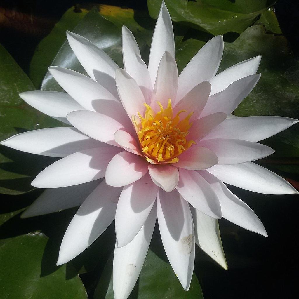Nenufar Fritz Jung_0