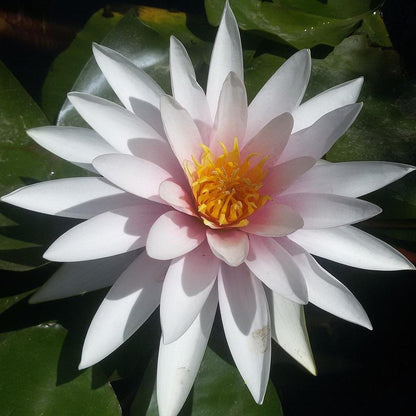 Nenufar Fritz Jung_0