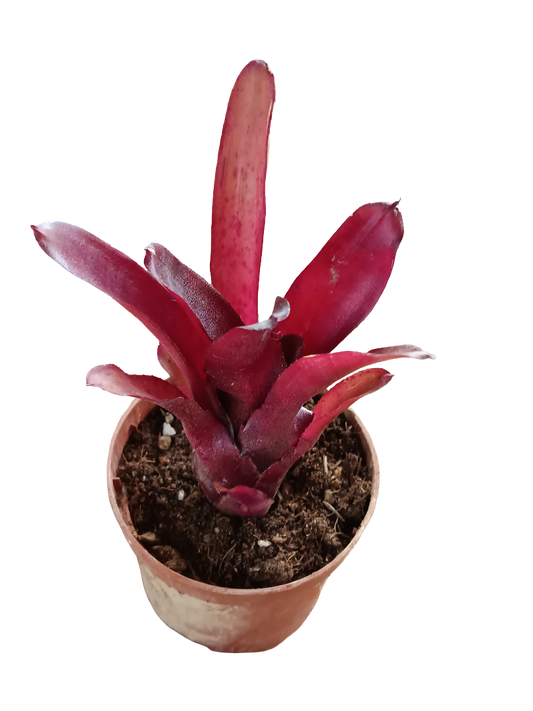 Neoregelia Amazon Planta Bromelia Para Terrarios E Inteior_0