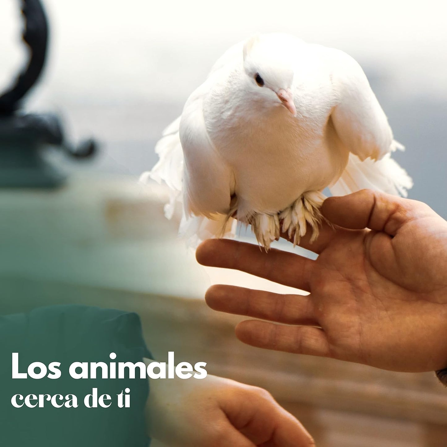 Voladero Para Palomas Bizet_3