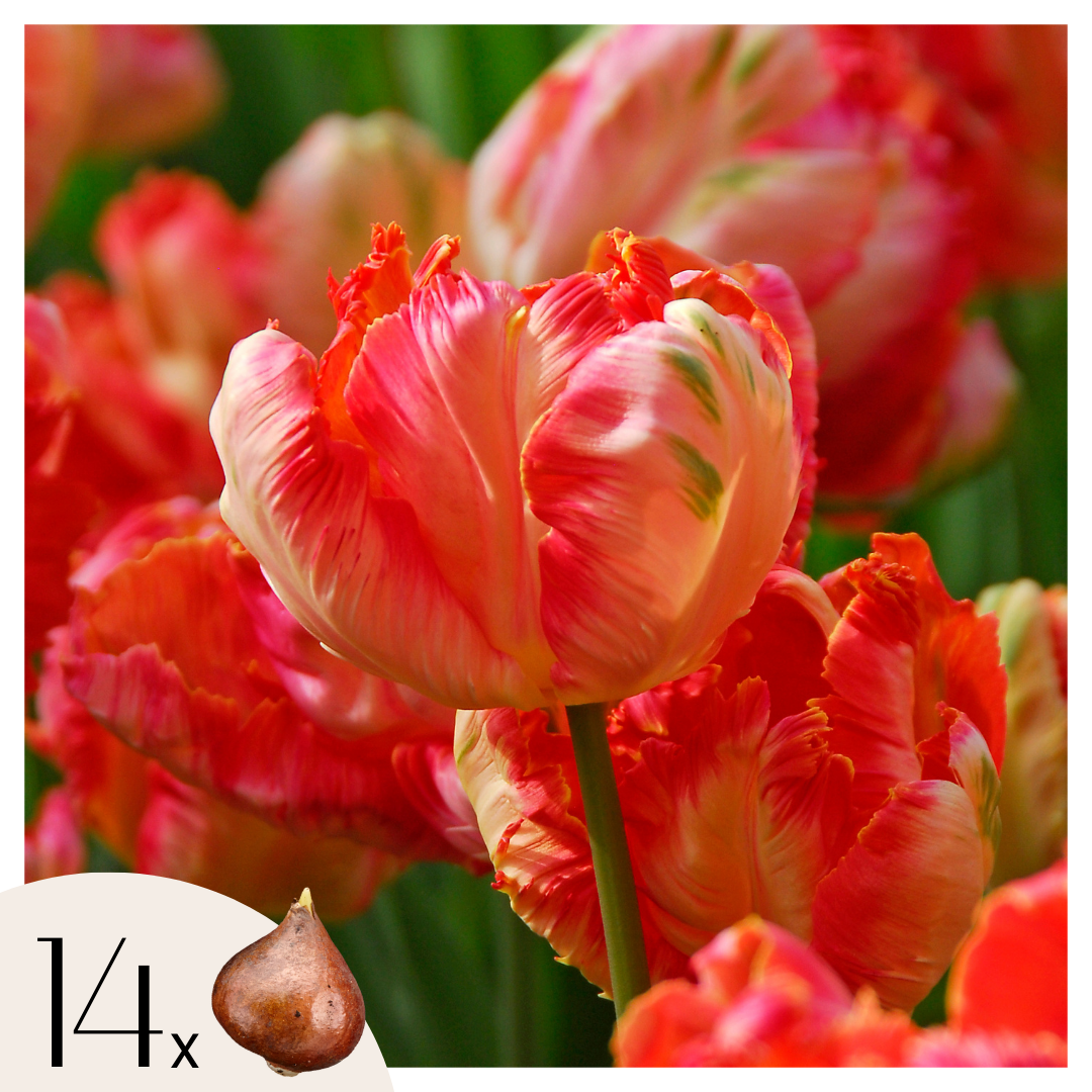 Bulbos De Tulipán - 14 Pzs - Tulipa 'apricot Parrot' - Bulbos De Flores - Rosa_0