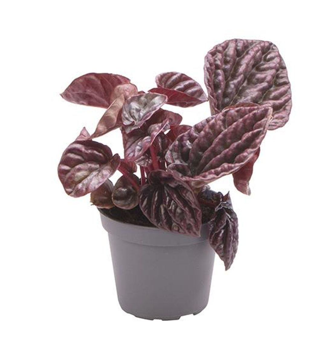 Planta Natural Peperomia Caperata 'red Luna' 1 Ud Ø 6 Alt. 10_0