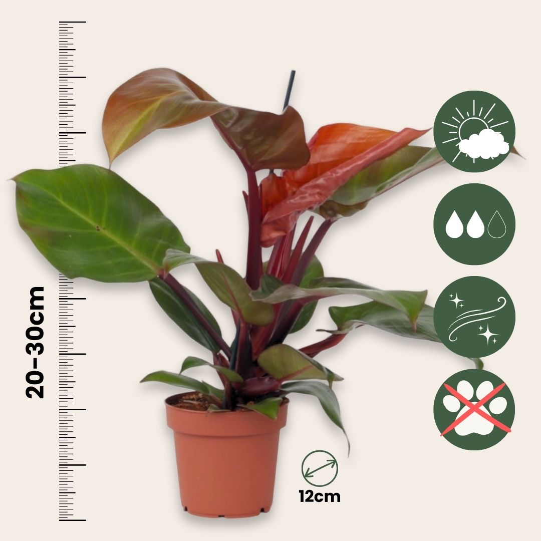 Filodendro - Philodendron 'sun Light' - Altura 20-30cm - ⌀12cm_2