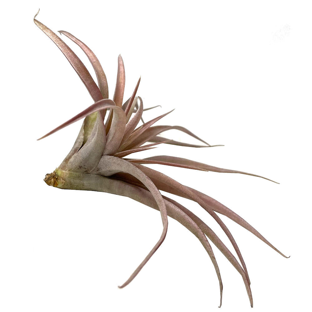 Tillandsia Capitata Peach 12cm Largo X 12 Cm Ancho_0