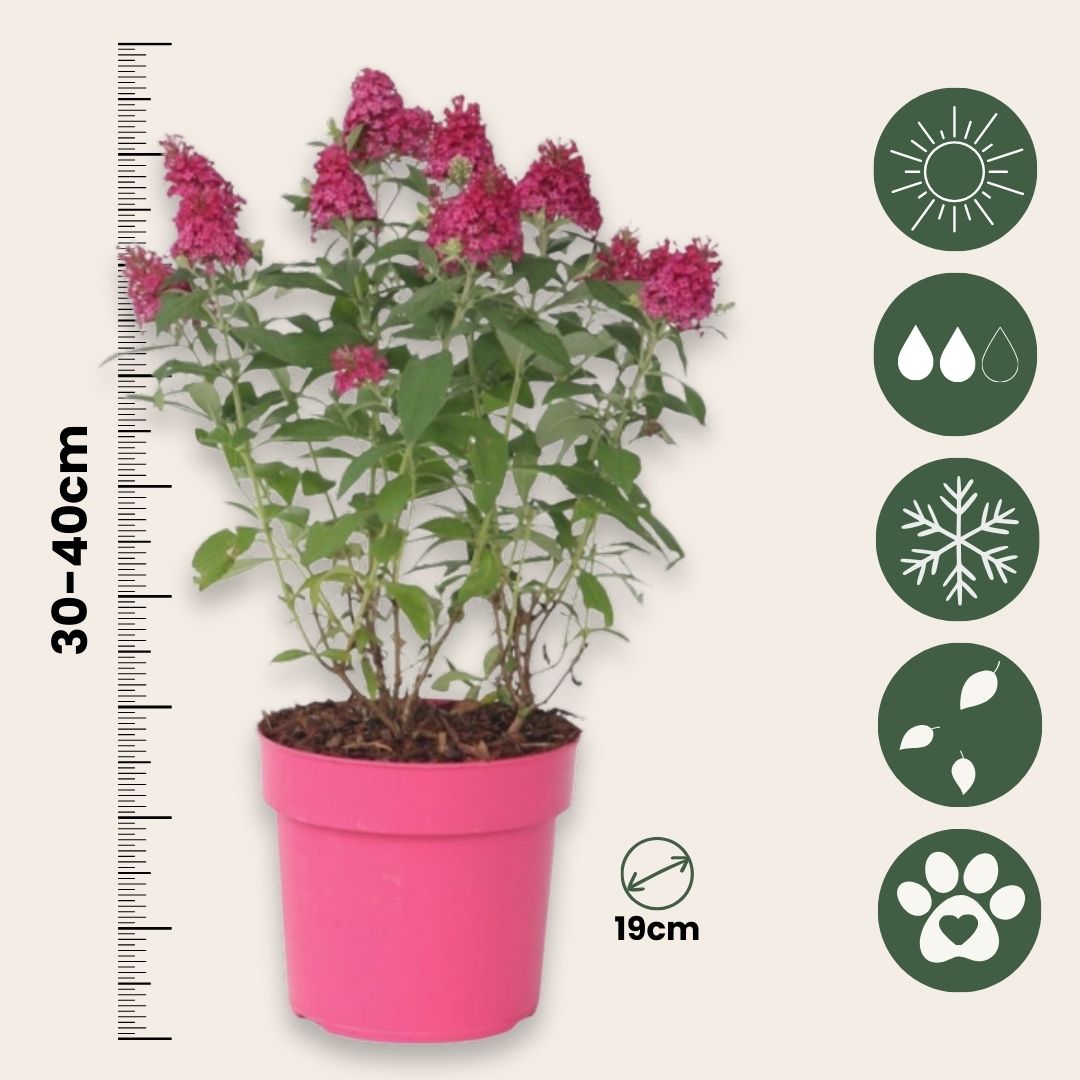 Arbusto De Las Mariposas - 2 Pzs - Buddleja Davidii - Altura 30-40cm - ⌀19cm_2