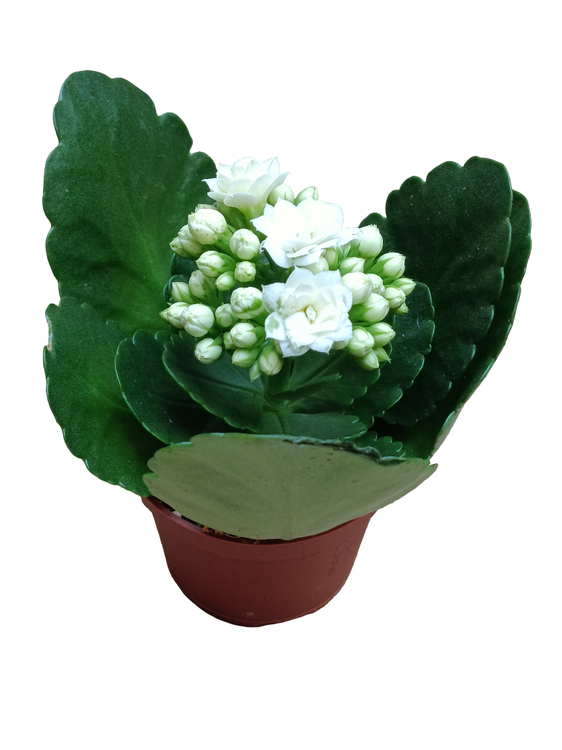 Mini Kalanchoe De Flor Blanca Planta Suculenta Ø6_0